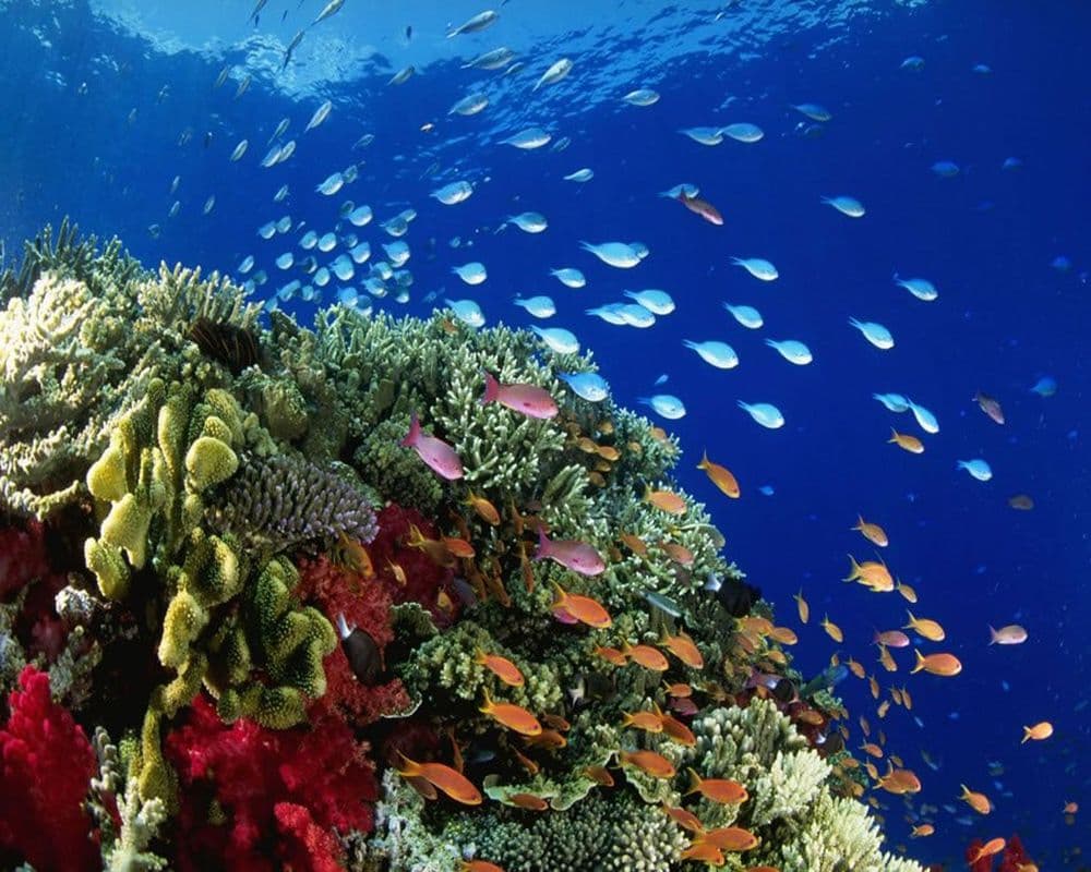 Tüplü Dalış (Scuba Diving) 3