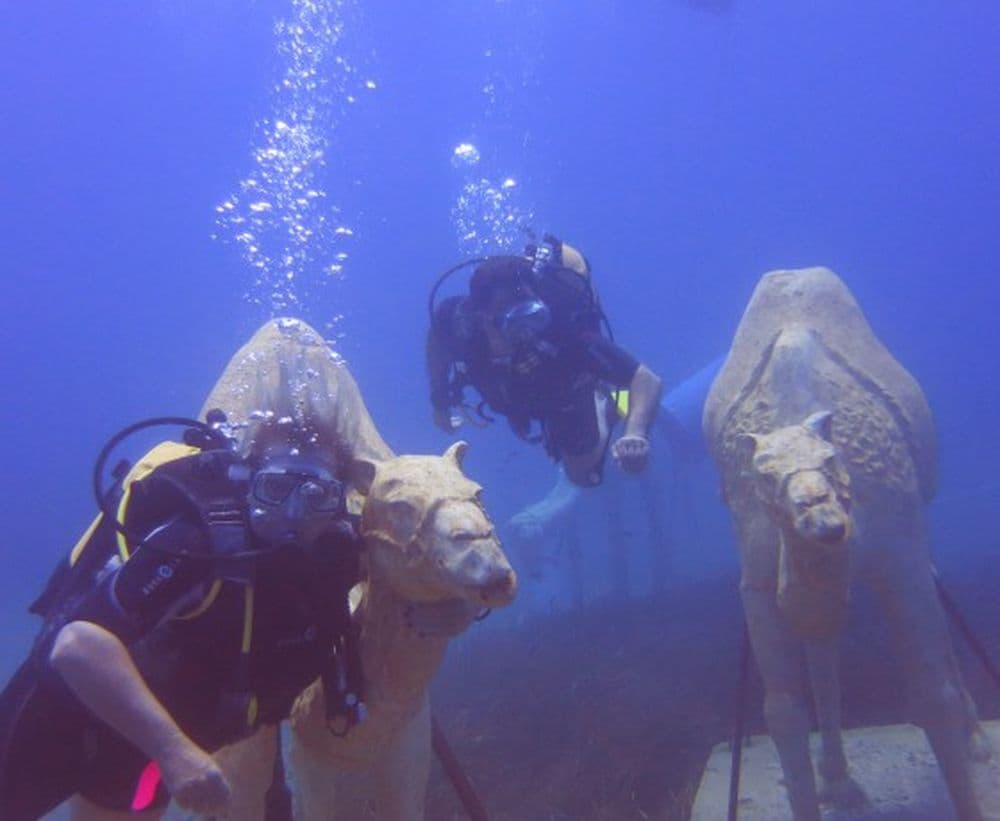 Tüplü Dalış (Scuba Diving) 5